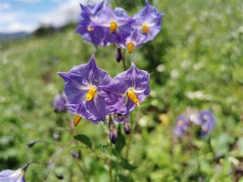 Solanum Iopetalum · Naturalista Mexico