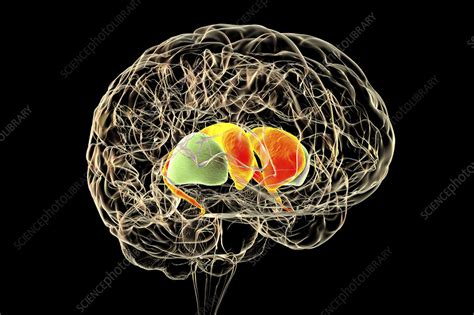 Dorsal striatum in the brain, illustration - Stock Image - F033/5811 ...