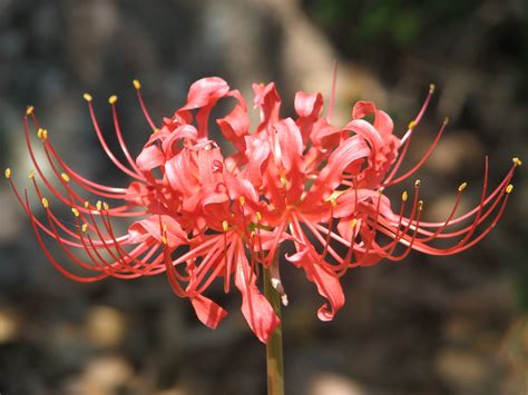 deviantART: More Like Spider Lily-Lycoris Radiata by aimlessjoys ...