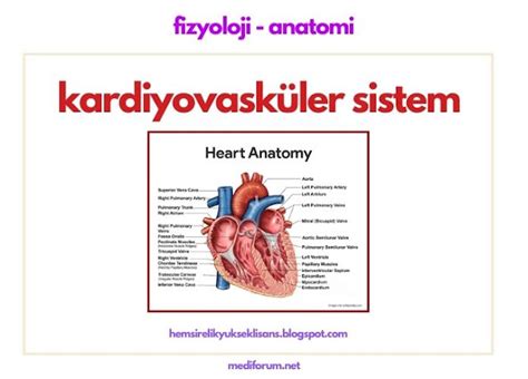 Kardiyovask Ler Sistem Anatomisi Ve Fizyolojisi