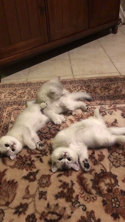 Любимые глазки бусинки ягодки обожаю их😻 - YouTube