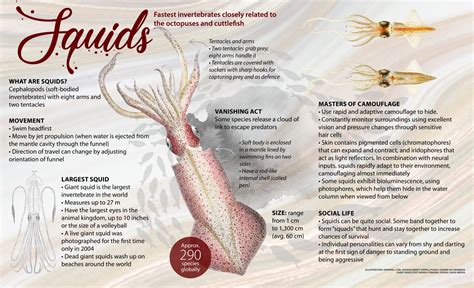 Squids: Facts, Diet, Threats | Roundglass | Sustain
