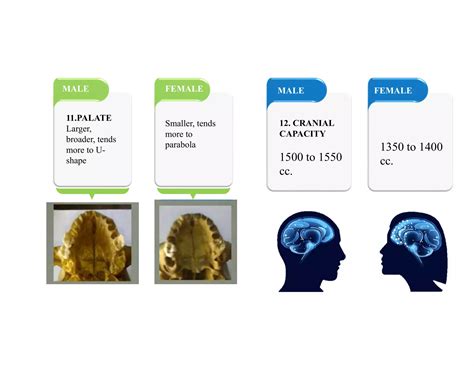 Sex Determination From Skull Pdf