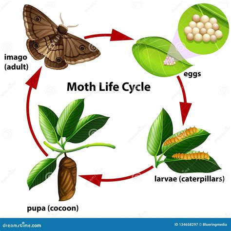 Moth life cycle diagram stock vector. Illustration of cocoon - 134658297