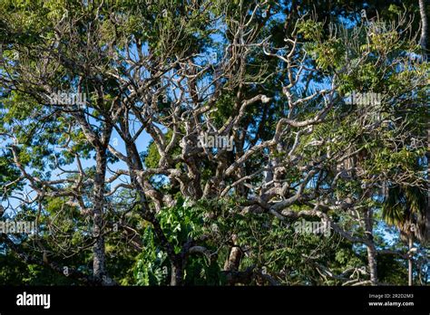Background Scenery With Tree In The Cerrado Biome Of Brazil Tree With