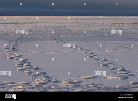 Polar Bear Ursus Maritimus Tracks 1002 Coastal Plain Of The Arctic