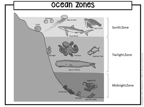 Ocean Zones Diagram | Made By Teachers