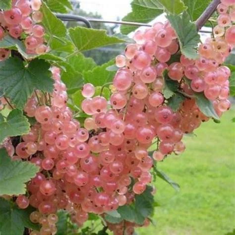 Смородина красная Голландская розовая - ⭐️ купить саженцы по выгодной ...