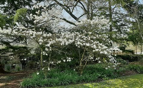 Magnolia Stellata Trees And Shrubs Online