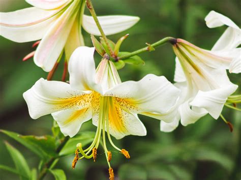 Art & Collectibles Lily Acrylic etna.com.pe