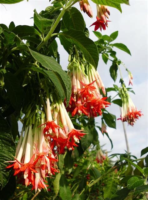 Foto Gratis Fuchsia Boliviana Fucsia Flores Imagen Gratis En