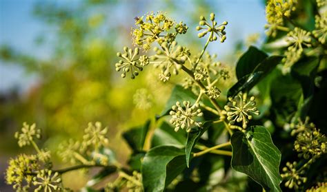 Bupleurum: The Detoxifying Ancient Herb that Boosts Liver Health ...