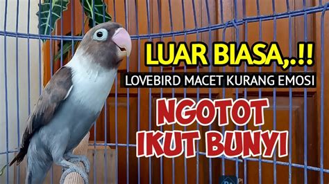 DENGAR SUARA BURUNG LOVEBIRD GACOR FIGHTER INI LOVEBIRD MACET KURANG