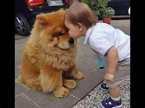 😺 Люблю тебя, мой медвежонок! 🐕 Смешное видео с собаками, кошками и ...