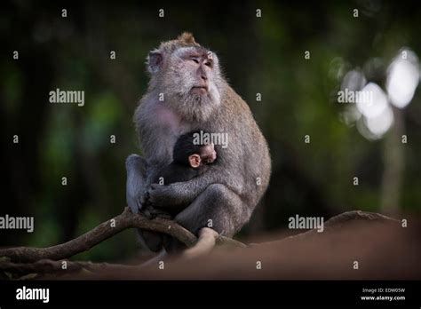 A Mother And Baby Macaque Monkey In Indonesia Stock Photo Alamy