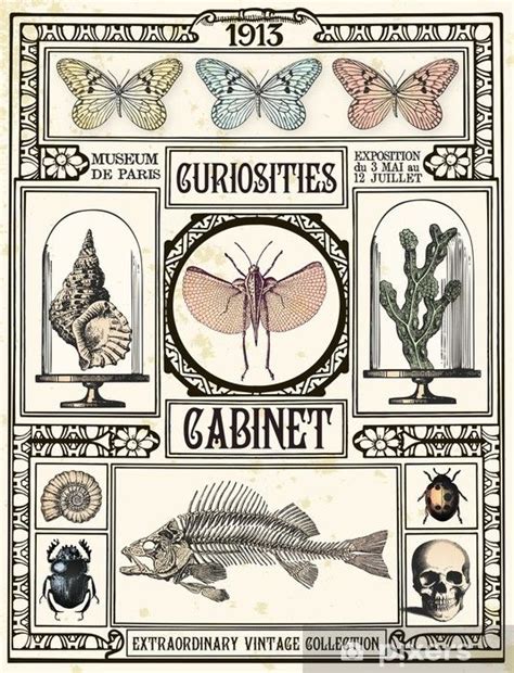 Papier Peint Vinyle Curiosit S Armoire Styles Illustrations