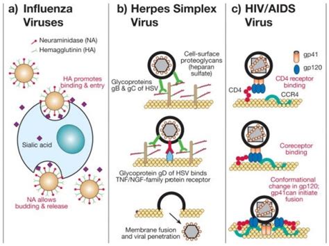 Orthomyxoviridae - Virology