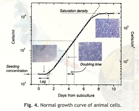 Characterization Of Cell Lines