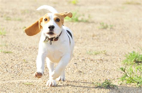 Free Images White Puppy Animal Cute Pet Friend Hound Loving