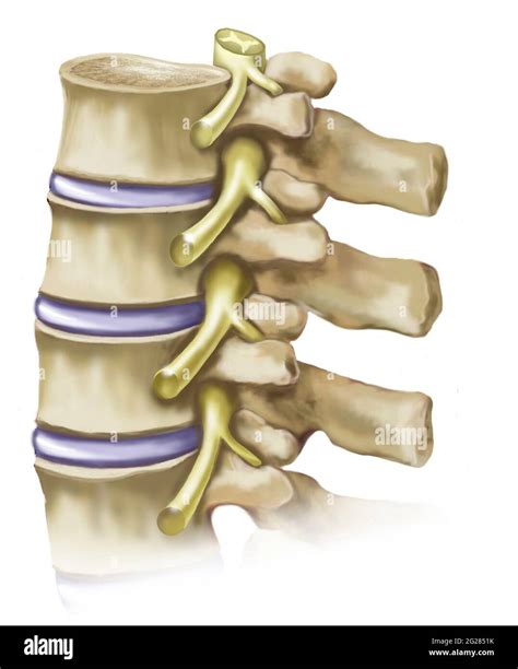 Healthy Thoracic Vertebrae And Intervertebral Discs Stock Photo Alamy