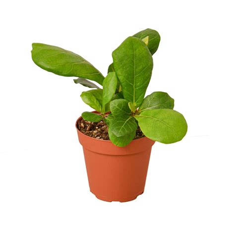 Ficus Lyrata 'Fiddle Leaf Fig' – Mickey Hargitay Plants