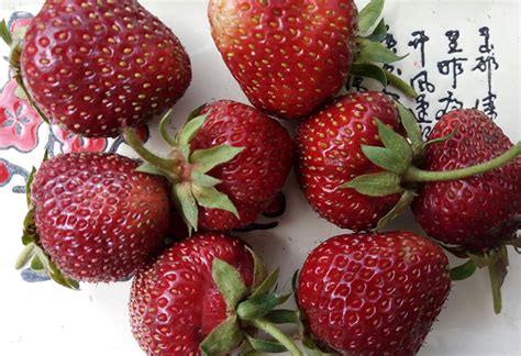 Клубника из семян: описание сортов, характеристики и выращивание