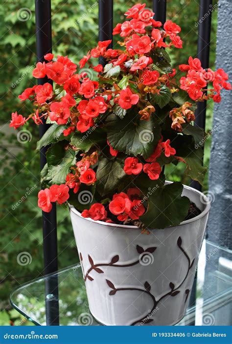 Close Up Of Begonia Solenia Flowers Stock Photo Image Of Beautiful