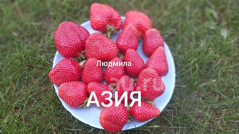 Рассада земляники(клубники) садовой Азия 5шт. — купить в Красноярске ...