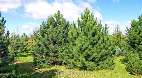 Сосна румелийская в горшке — Купить с доставкой в Москве | Интернет ...