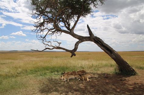 Les Lions Dormir Savannah Photo Gratuite Sur Pixabay Pixabay