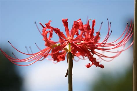 Red Spider Lily, Lycoris radiata, heirloom bulbs