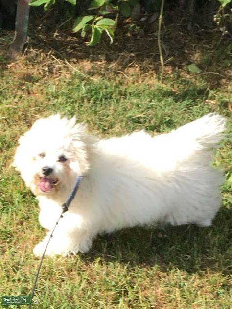 Lachon - Stud Dog in Glasgow, the United States | Breed Your Dog