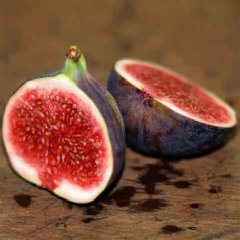 fig tree violette de sollies figs  arrivals
