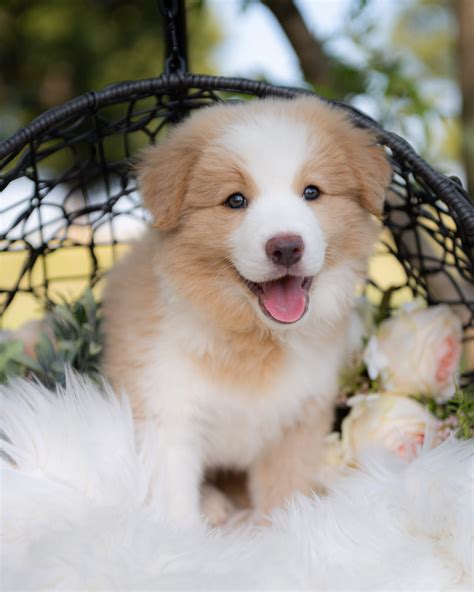 Swift | Reserved | Congratulations & Thank You To The F Family of