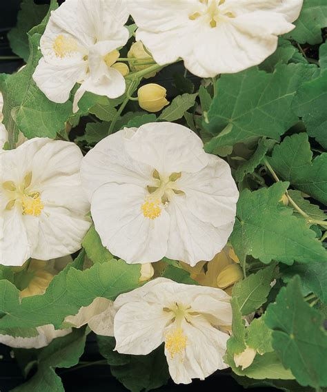 Abutilon X Hybridum F1 Hybrid Bella Series Vanilla Dwarf And