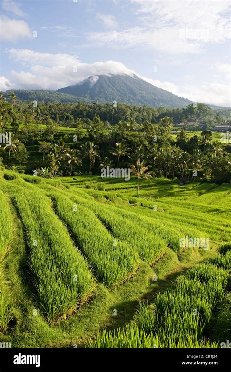 Indonesia Bali Subak Irrigation System Unesco World Heritage Rice