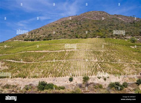 Douro vineyards, Peso da Regua, Portugal, Europe Stock Photo - Alamy