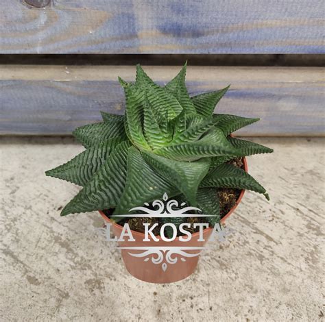 Haworthia Limifolia Gigantea