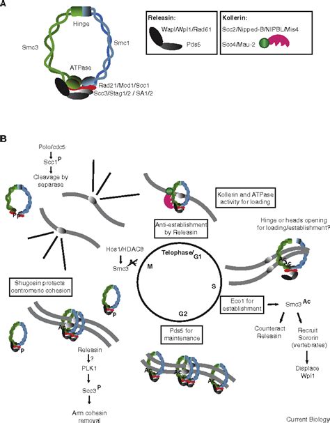 Figure 3 From The Ancient And Evolving Roles Of Cohesin In Gene Expression And Dna Repair