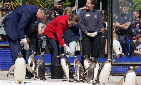 A Penguin With Royal Connections Gets In On The Platinum Jubilee