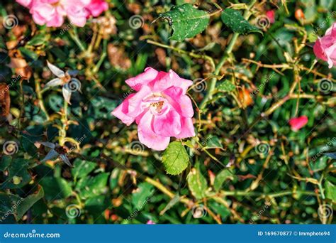 Pink Damask Rose And Green Little Worm Eating Leaves With Unfocused