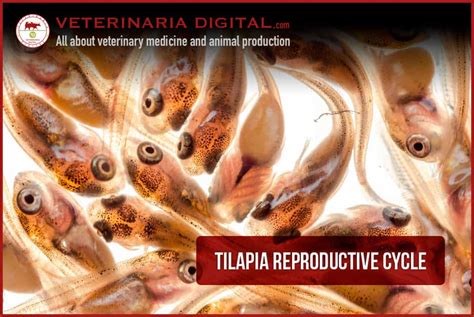 Tilapia Reproductive Cycle Oreochromis Niloticus Aquaculture