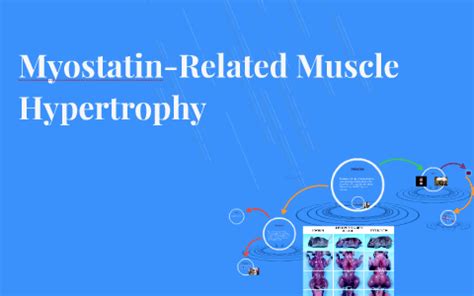Myostatin Related Muscle Hypertrophy Liam Hoekstra