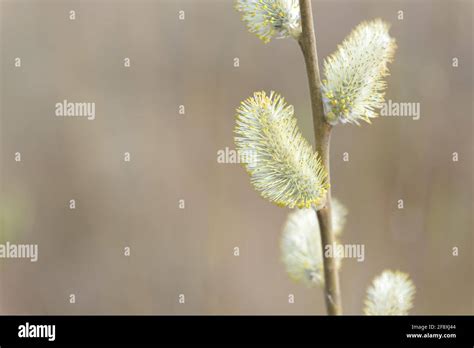 Beautiful Pussy Willow Buds Flowers And Branches Seasonal Forest Blooming Spring Vegetation