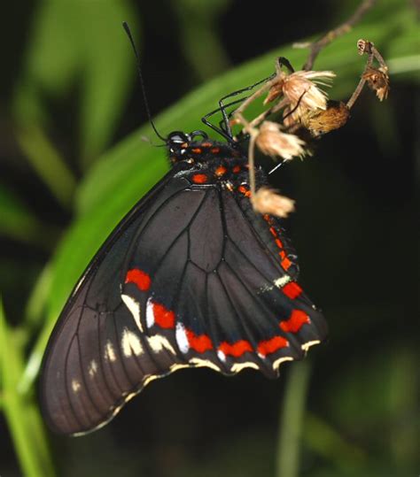 The Jamaican Wildlife And Nature