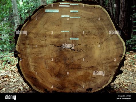 Giant Redwood Cut Hi Res Stock Photography And Images Alamy