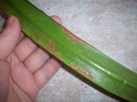 Пятна на сансевиериях