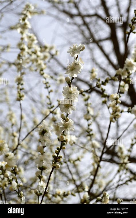 Prunus Persica X Davidiana White Flower Flowers Blossom Blossoms Peach
