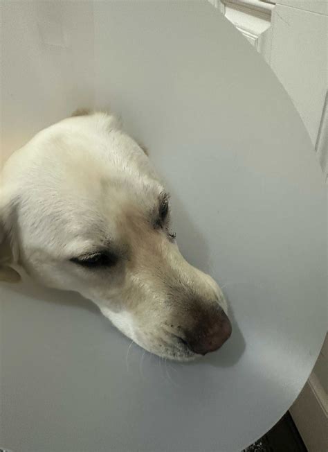 Pet Surgery West Babylon, Lindenhurst, Farmingdale | West Babylon