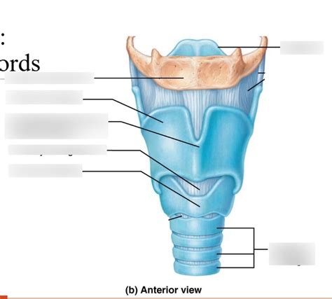 Larynx And Vocal Cords Anterior View Diagram Quizlet
